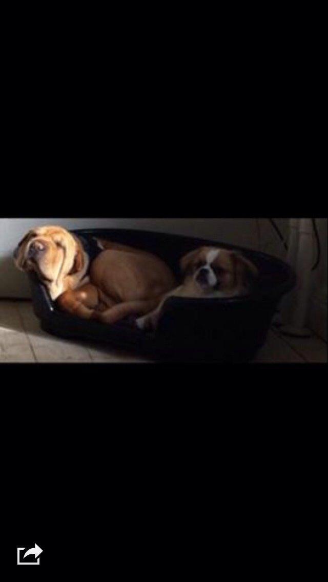 Shar pei Karla. billede 18