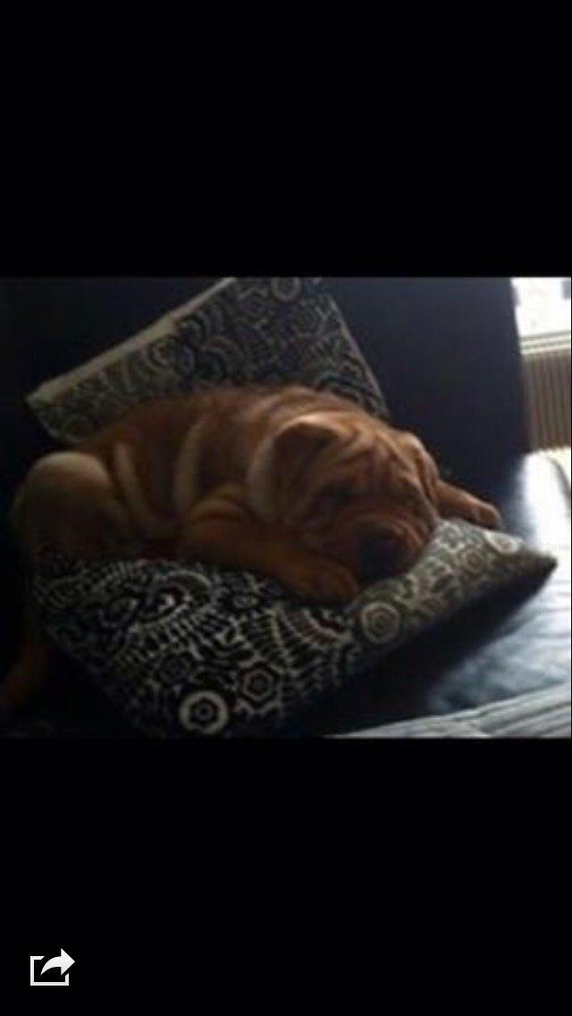 Shar pei Karla. billede 19