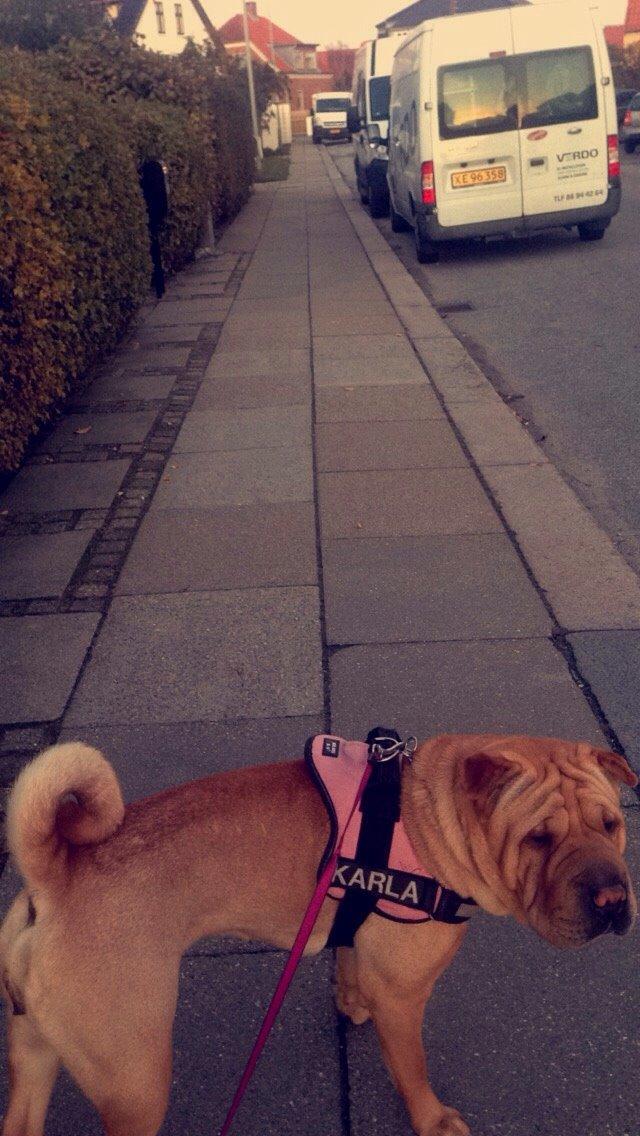 Shar pei Karla. billede 20