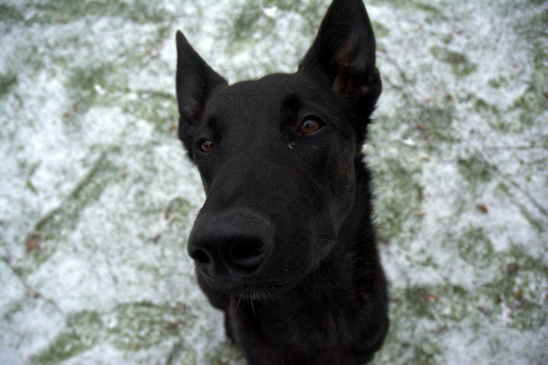 Hollandsk hyrdehund Lancelot billede 1