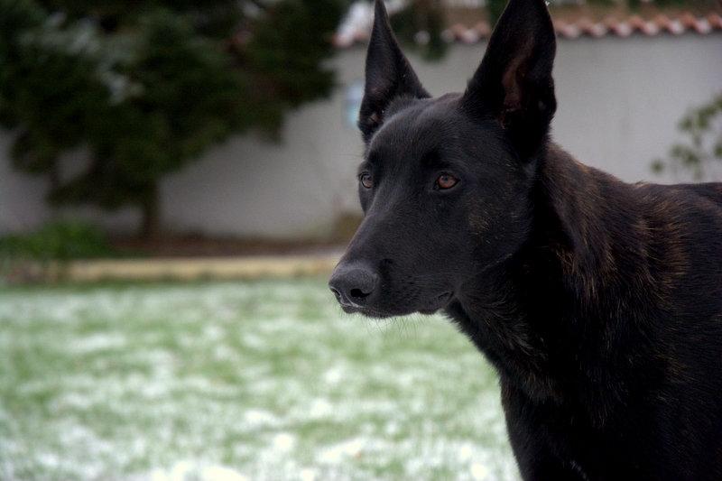 Hollandsk hyrdehund Lancelot billede 2