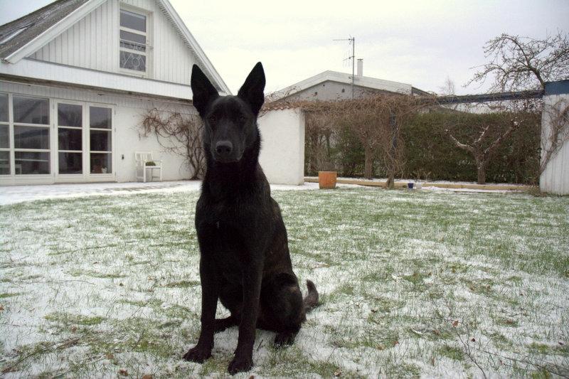 Hollandsk hyrdehund Lancelot billede 3