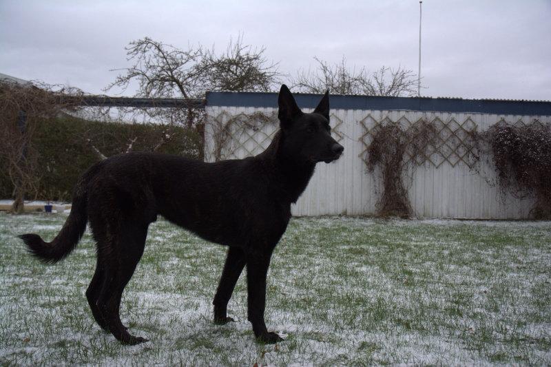 Hollandsk hyrdehund Lancelot billede 4