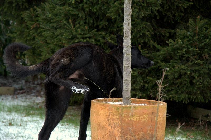Hollandsk hyrdehund Lancelot billede 5