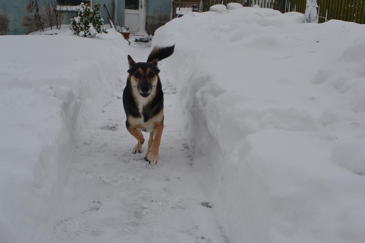 Blanding af racer Lea billede 8