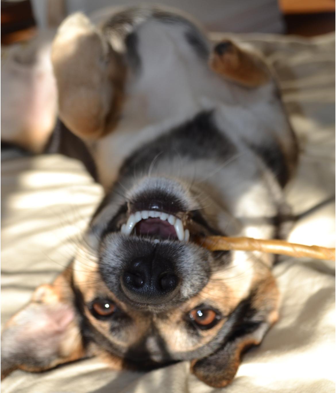 Blanding af racer Lea billede 6