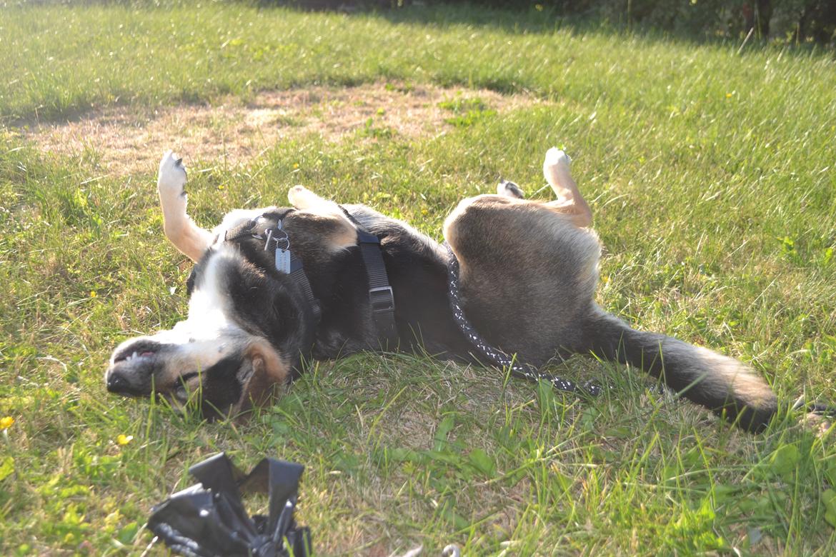 Blanding af racer Lea billede 10