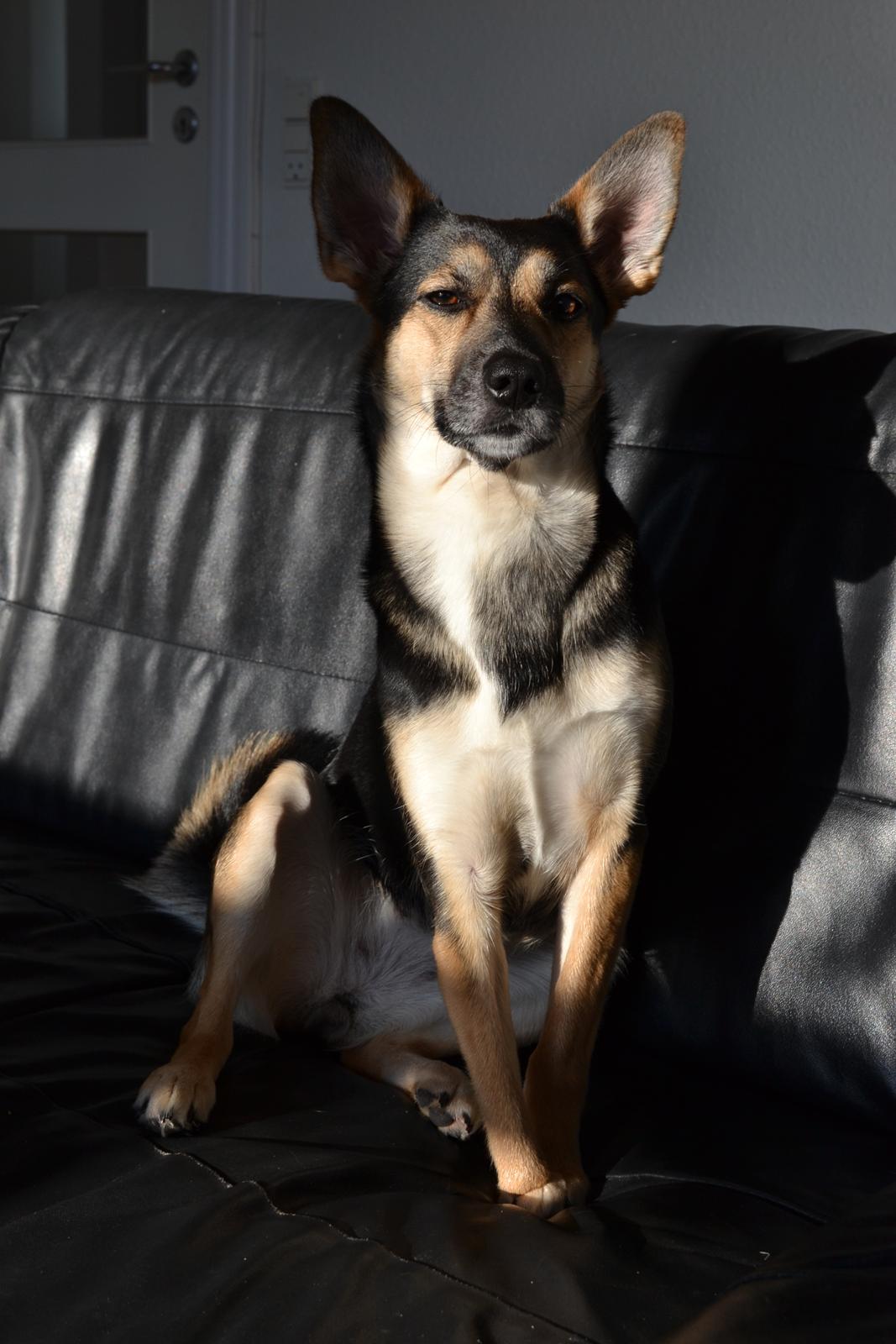 Blanding af racer Lea billede 1