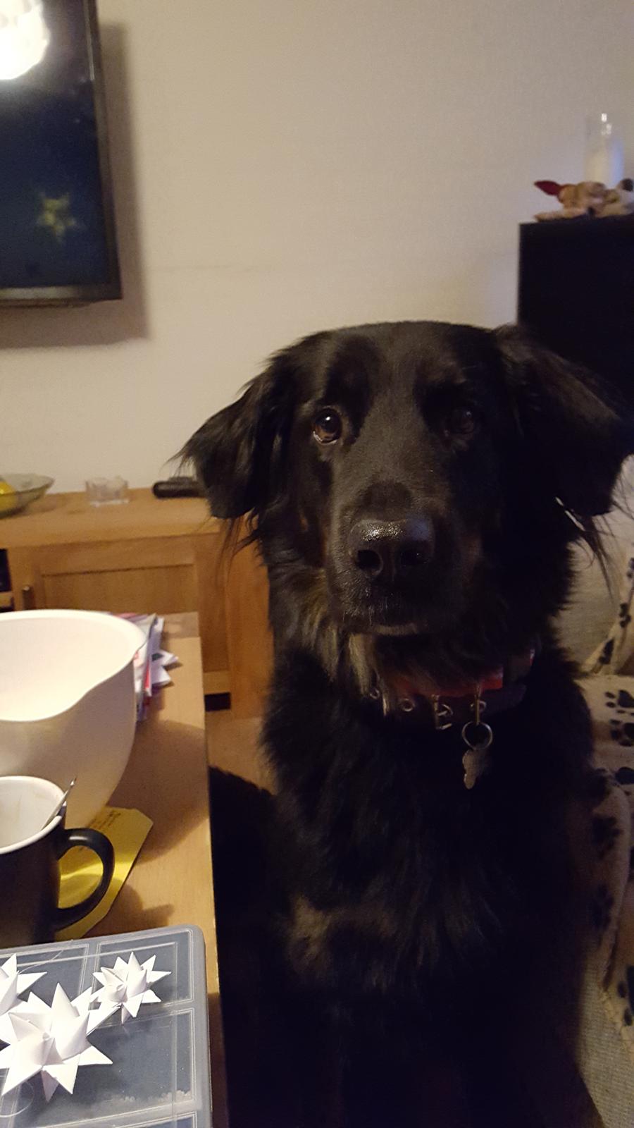 Blanding af racer Leika r.i.p. d. 19.05.18 billede 1