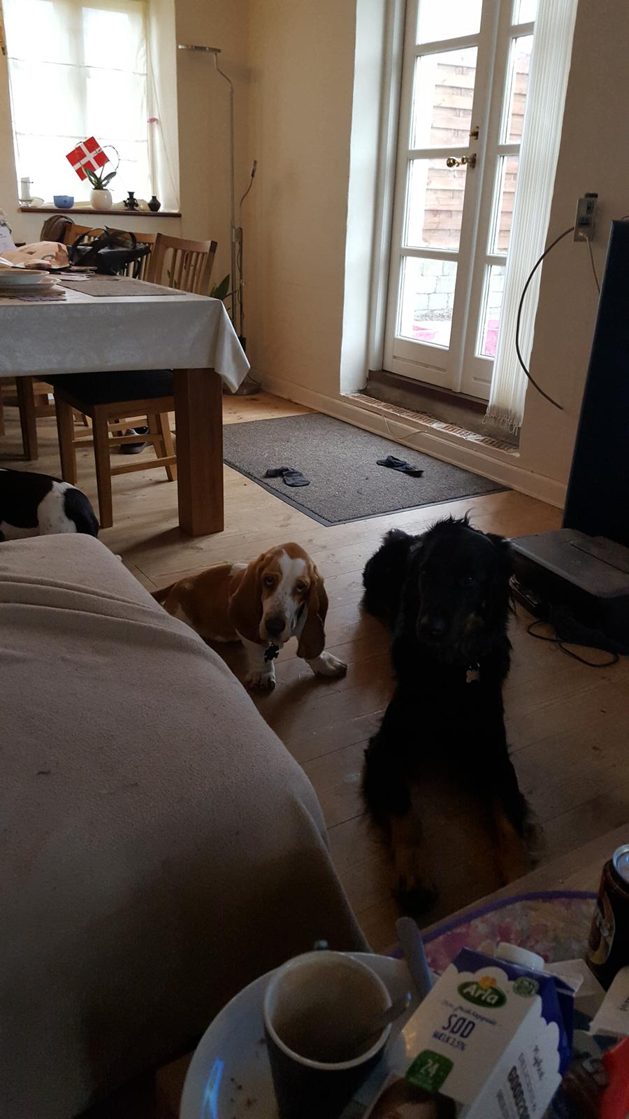 Blanding af racer Leika r.i.p. d. 19.05.18 billede 2