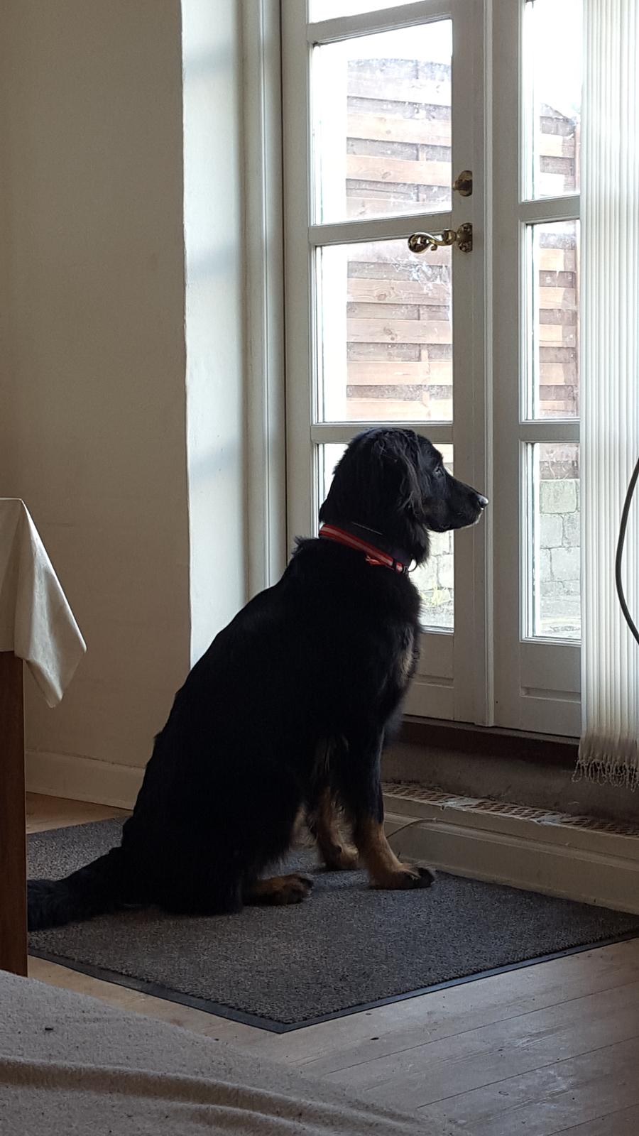 Blanding af racer Leika r.i.p. d. 19.05.18 billede 3