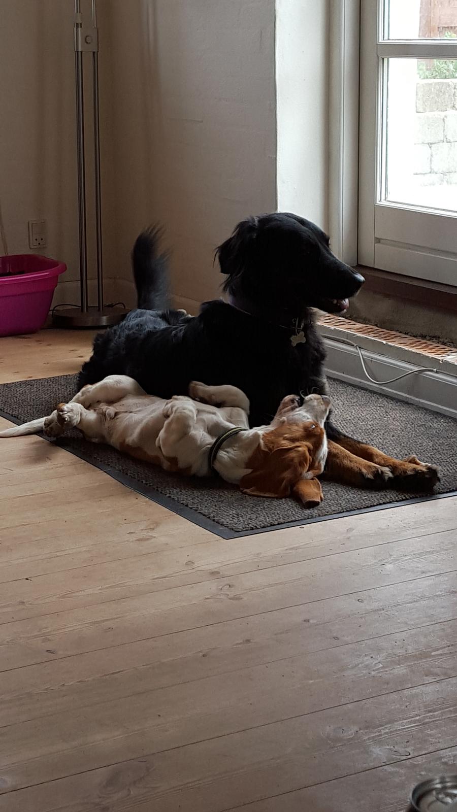 Blanding af racer Leika r.i.p. d. 19.05.18 billede 5