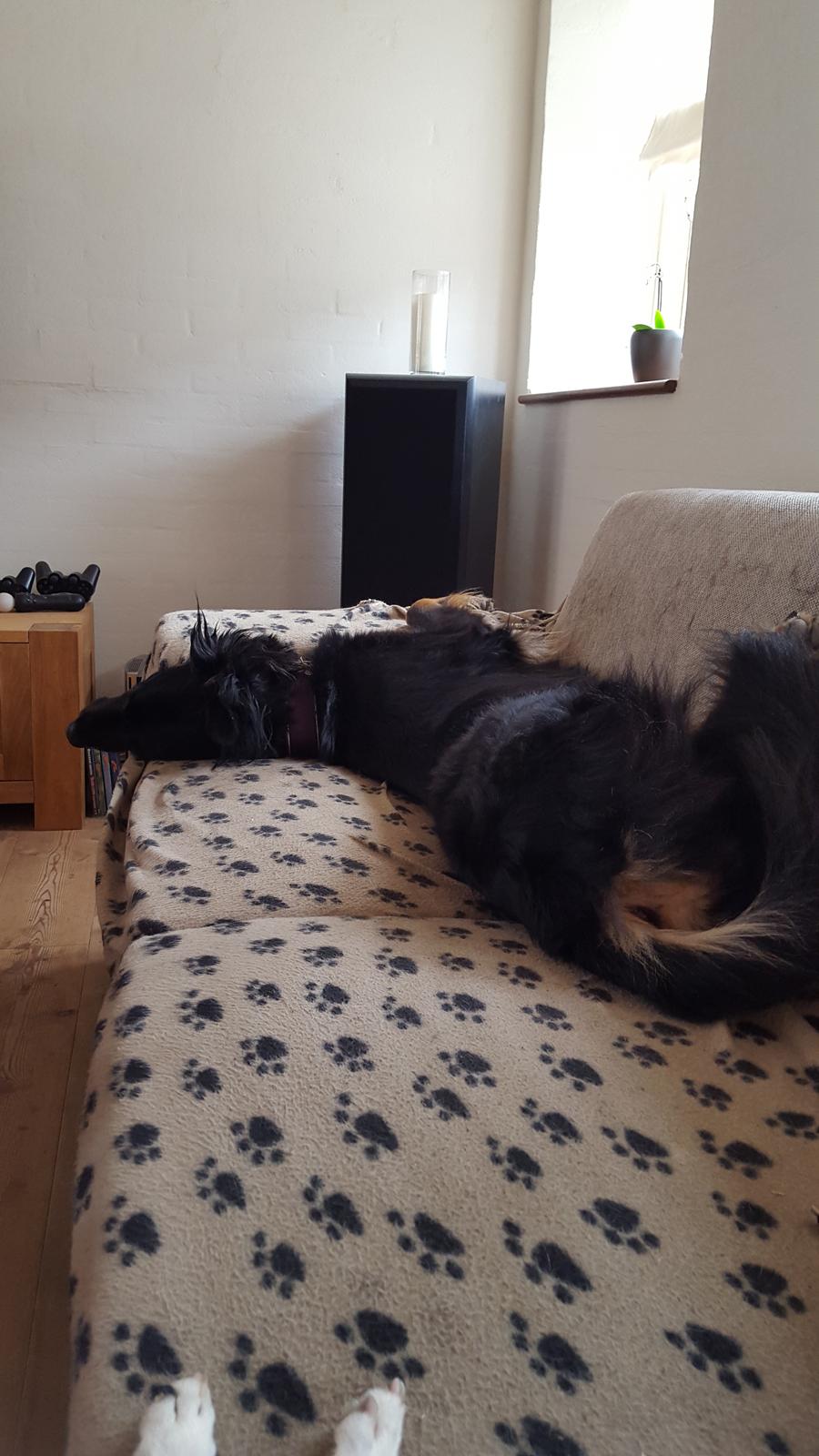 Blanding af racer Leika r.i.p. d. 19.05.18 billede 6