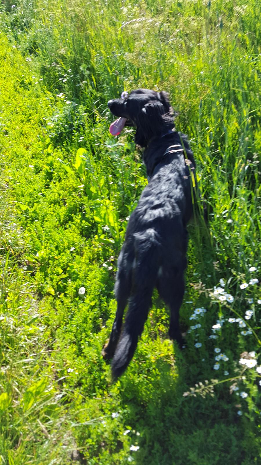 Blanding af racer Leika r.i.p. d. 19.05.18 billede 7