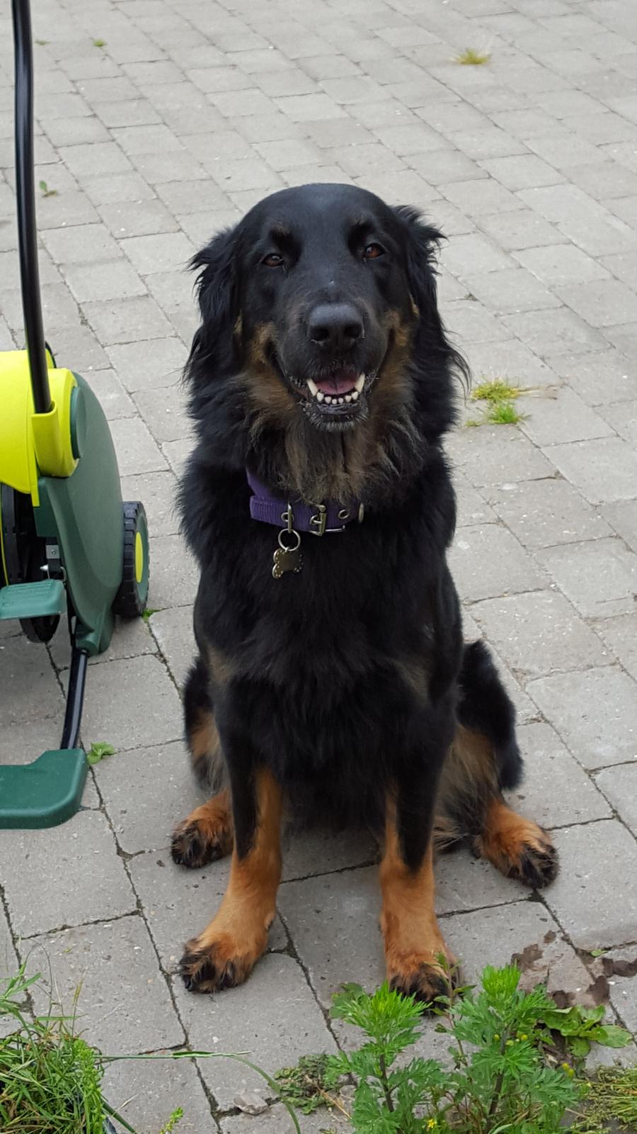 Blanding af racer Leika r.i.p. d. 19.05.18 billede 8