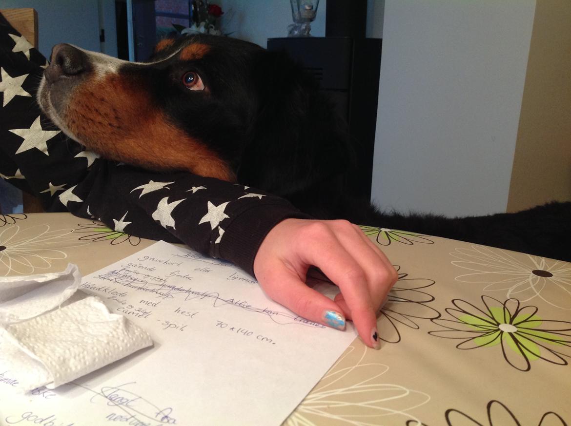 Berner sennenhund Balou - nus mig nu ❤️ billede 26