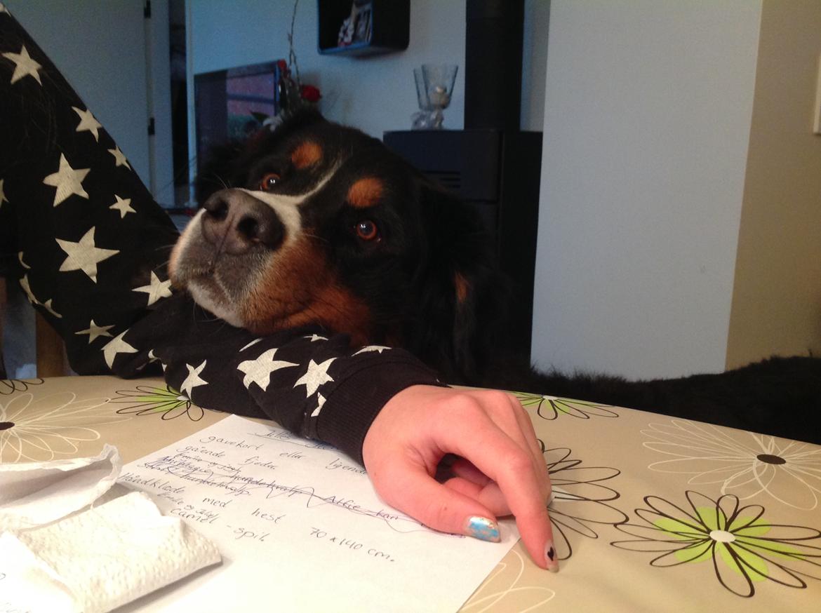 Berner sennenhund Balou - se mig lige ❤️ billede 27