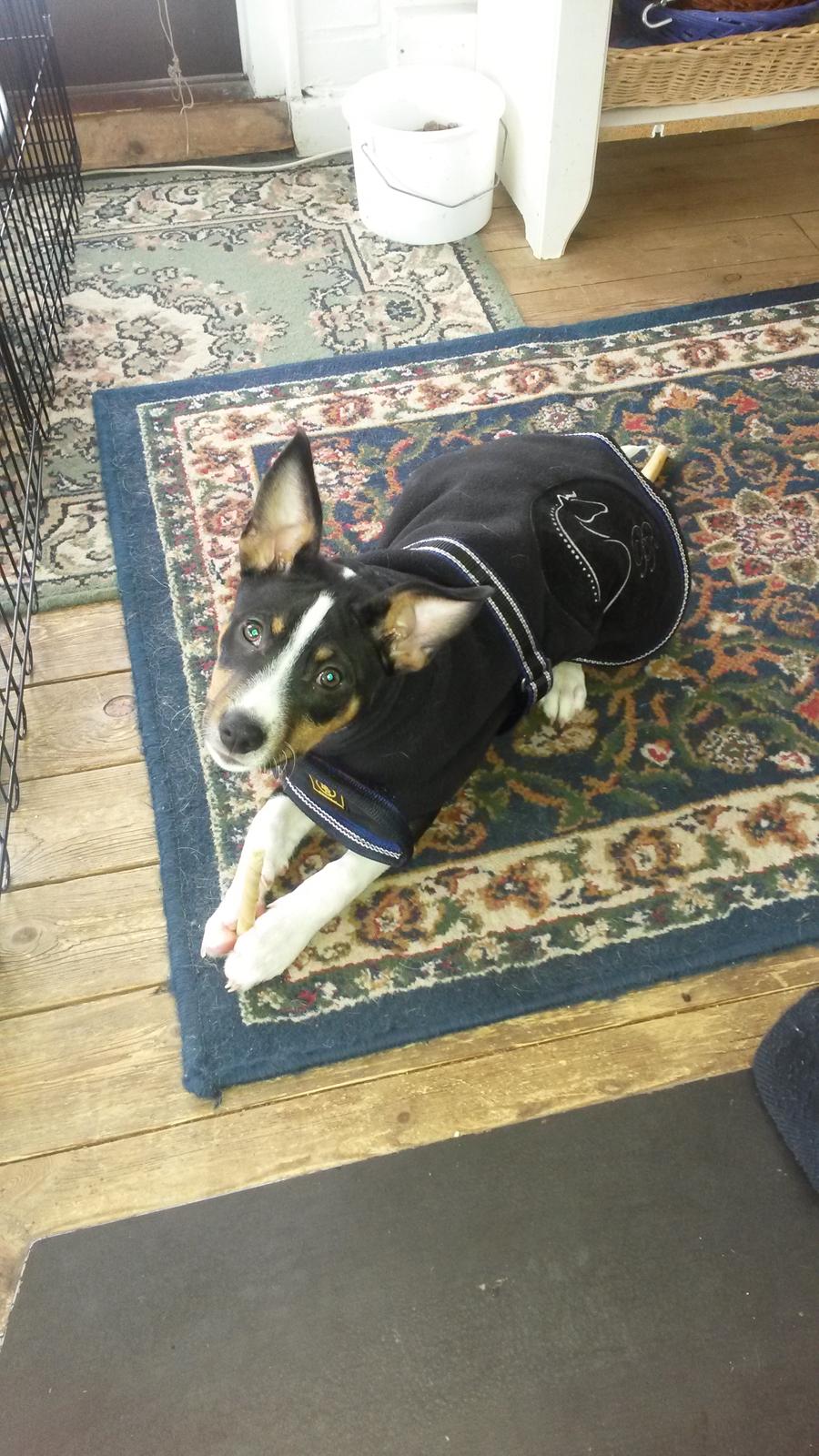 Rat Terrier Solgaards Baloo billede 17