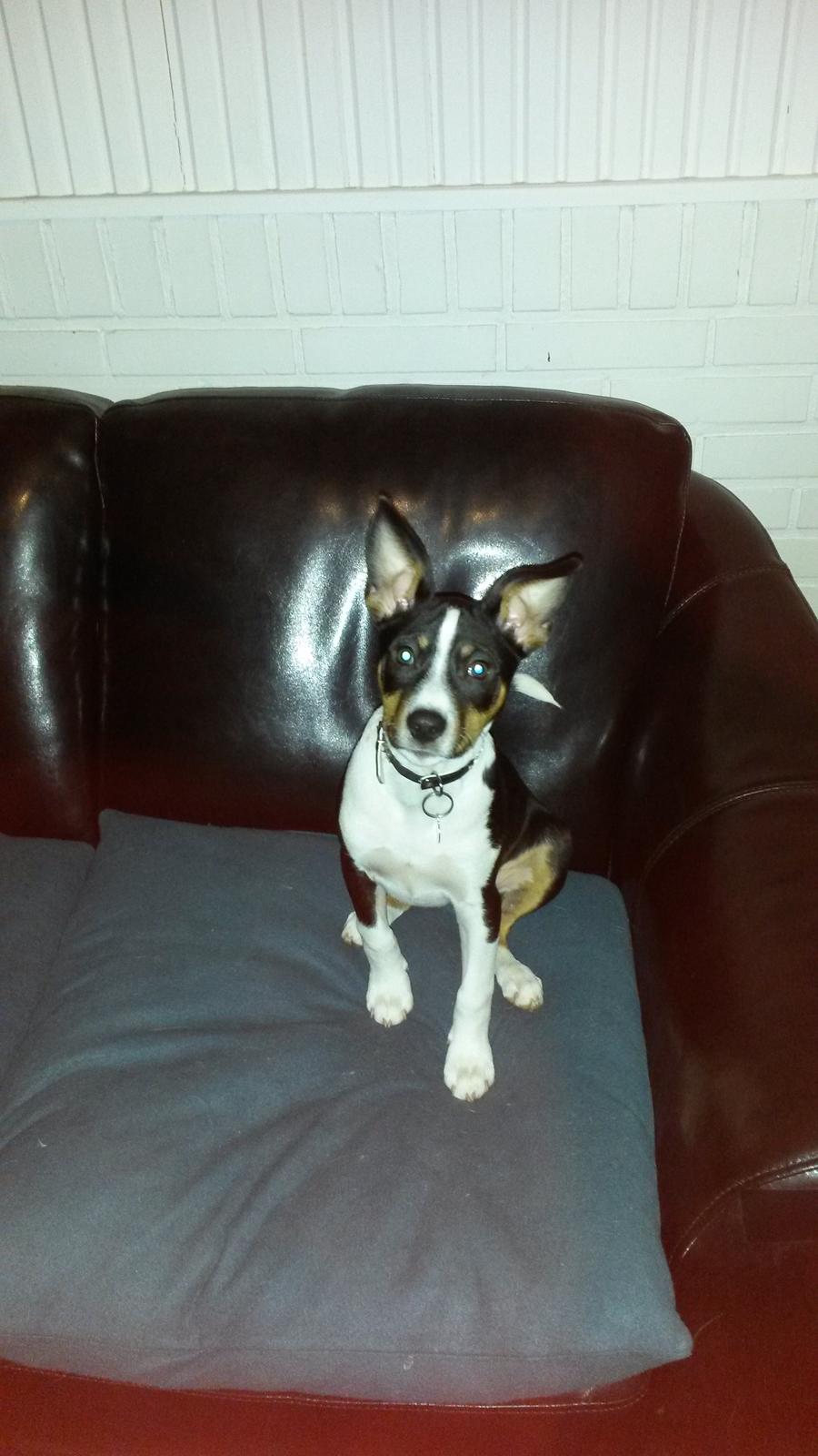 Rat Terrier Solgaards Baloo billede 18