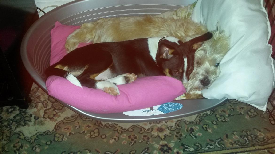 Rat Terrier Solgaards Baloo billede 21