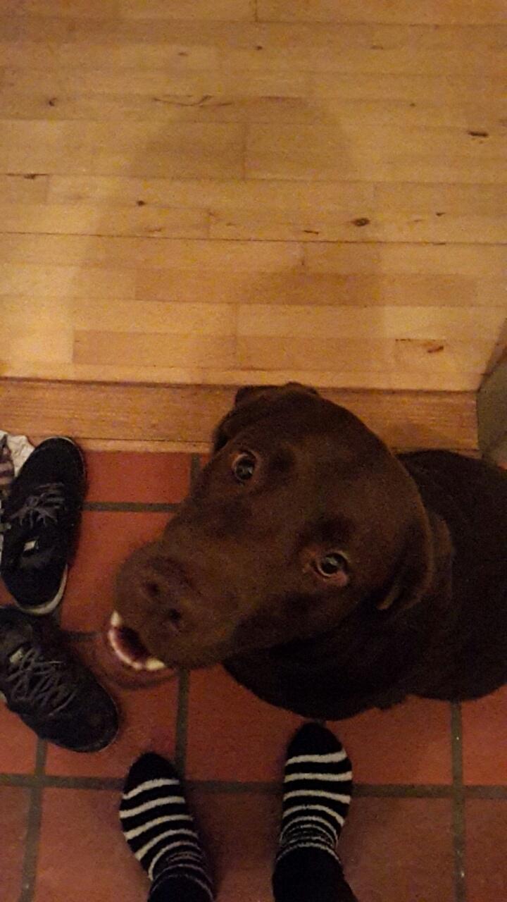 Labrador retriever Ella billede 22