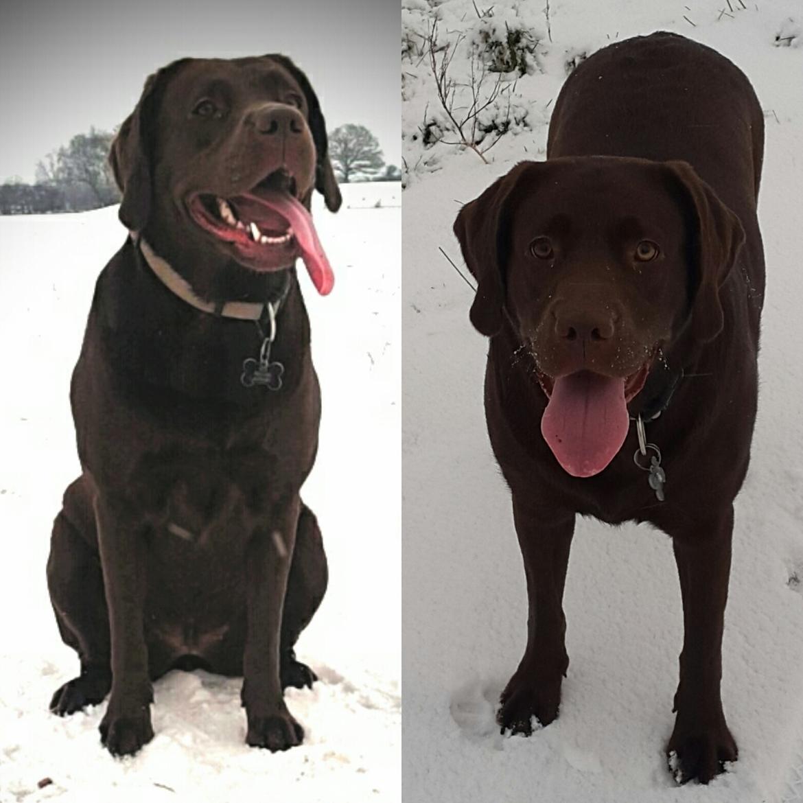 Labrador retriever Ella billede 23