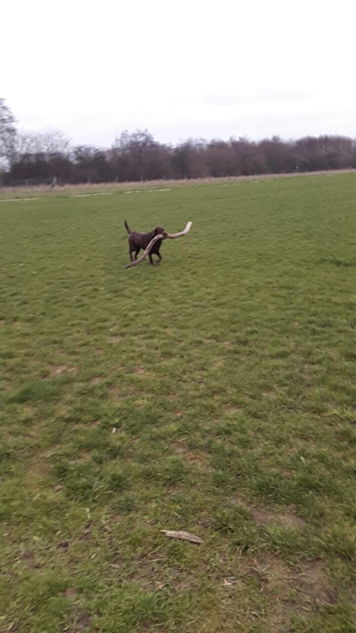 Labrador retriever Ella billede 24