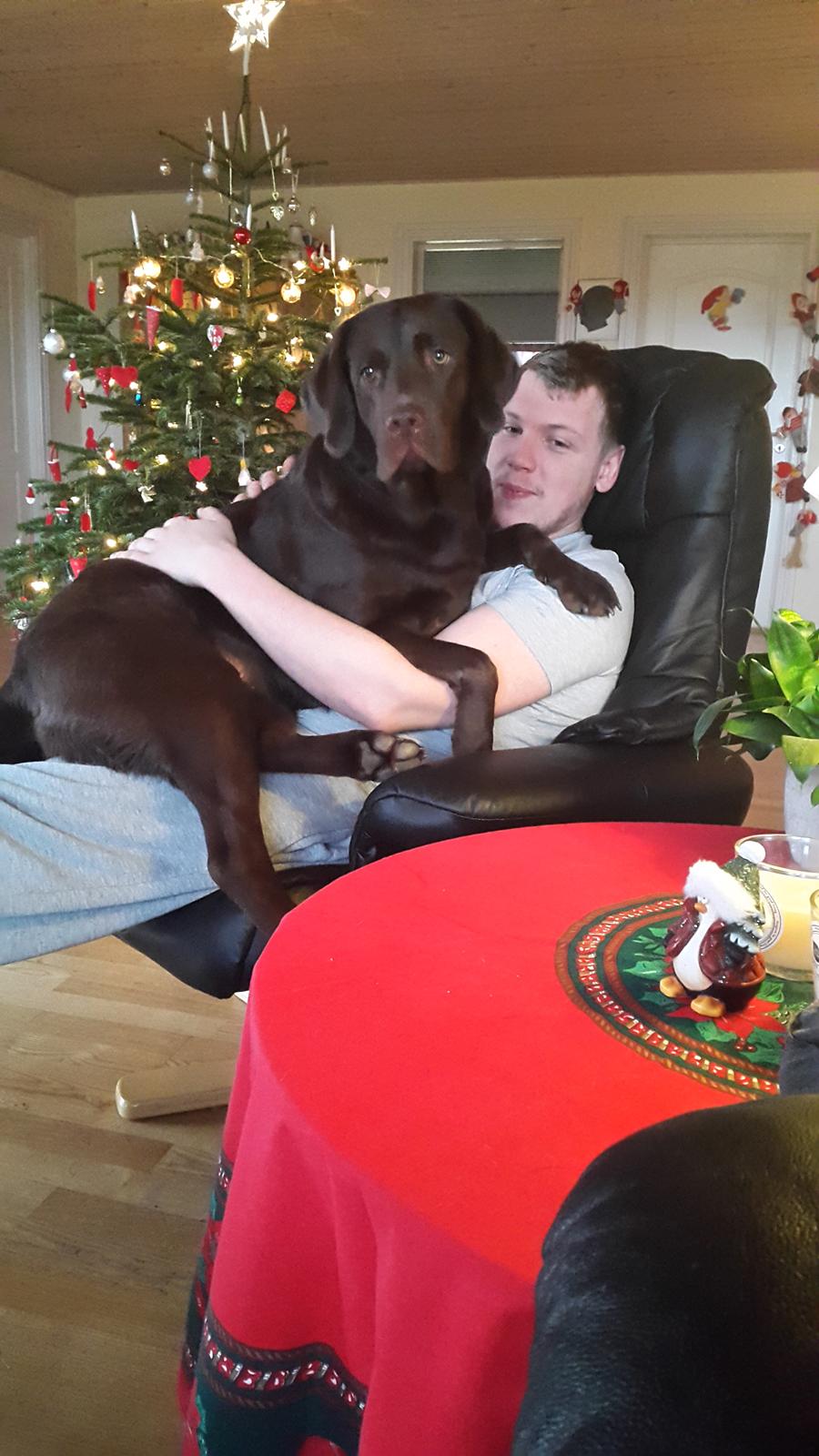 Labrador retriever Ella billede 25