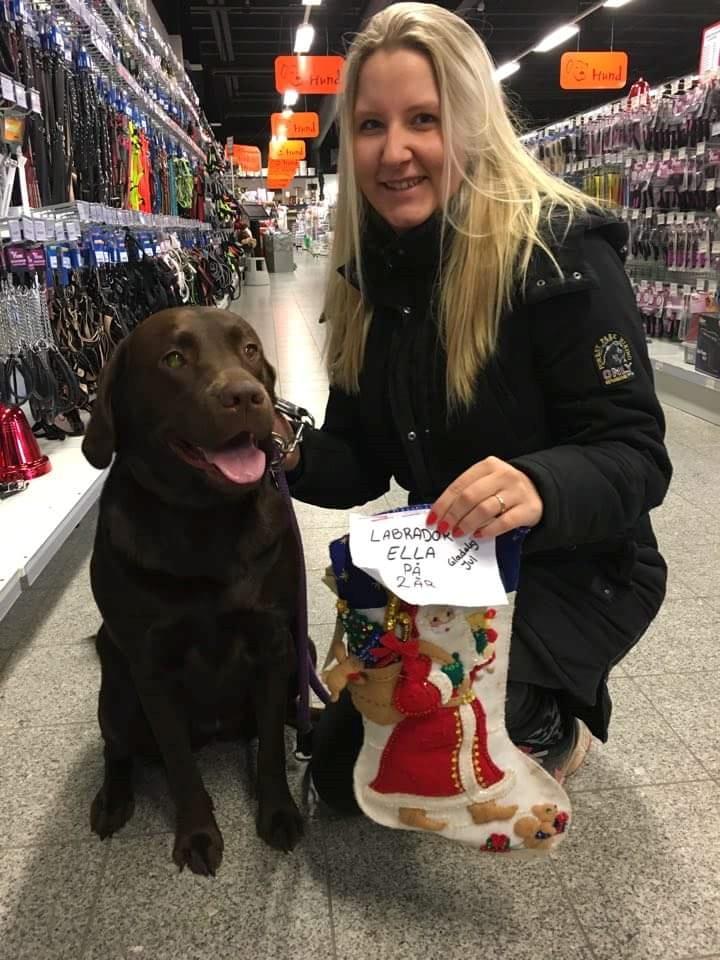 Labrador retriever Ella billede 26