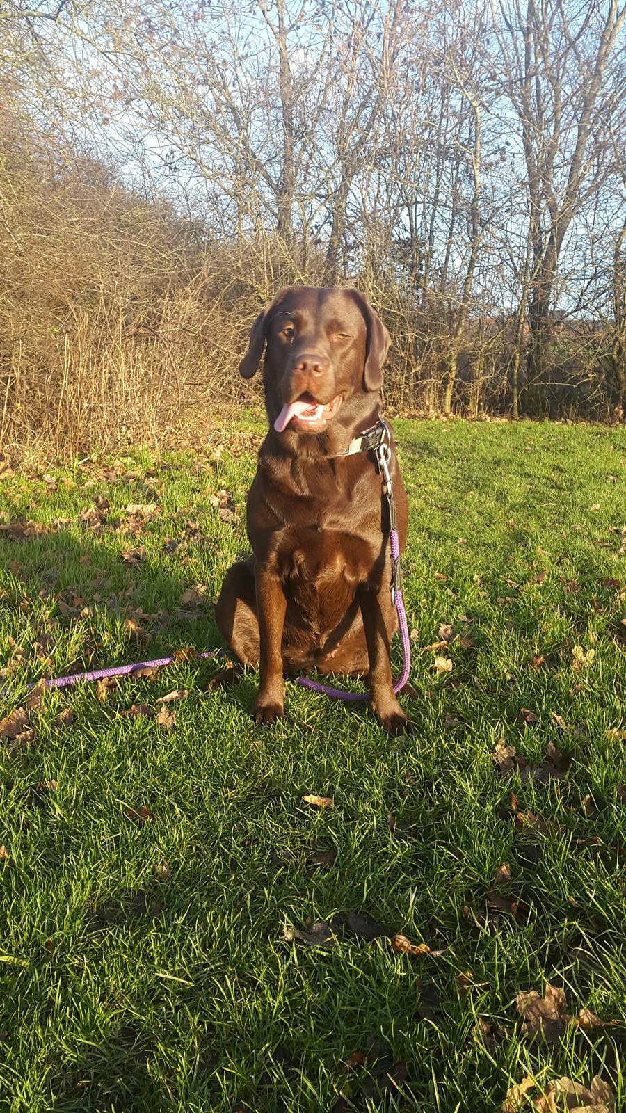 Labrador retriever Ella billede 27