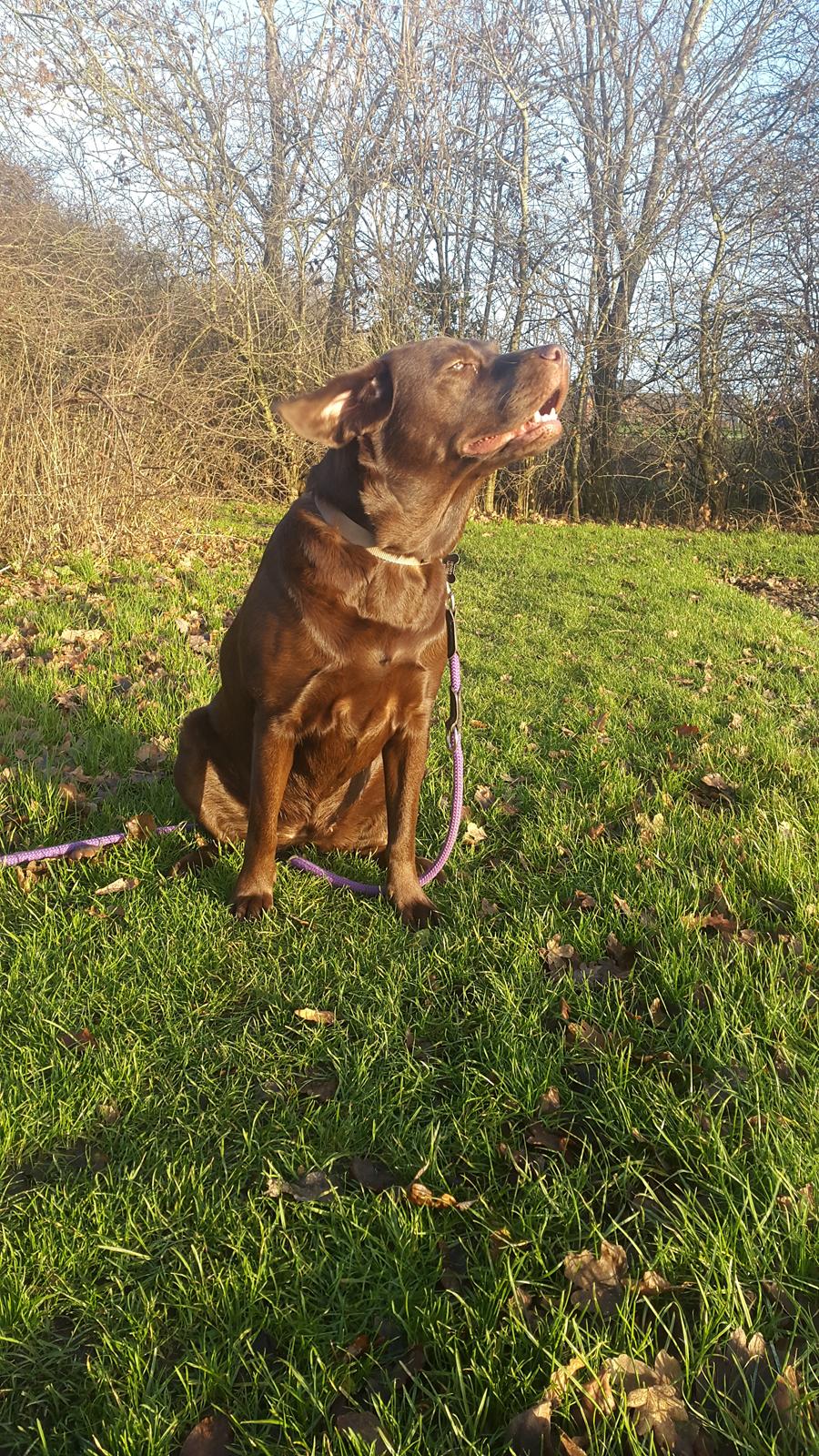 Labrador retriever Ella billede 28