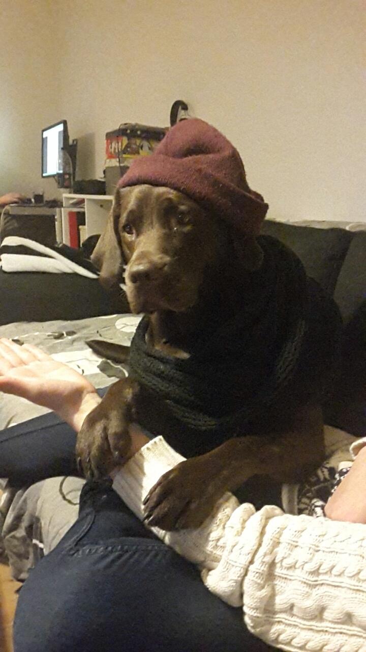 Labrador retriever Ella billede 29