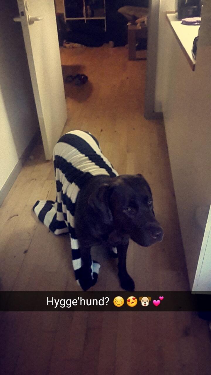 Labrador retriever Ella billede 30