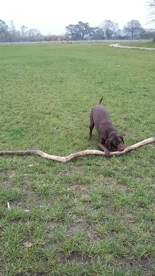 Labrador retriever Ella billede 31