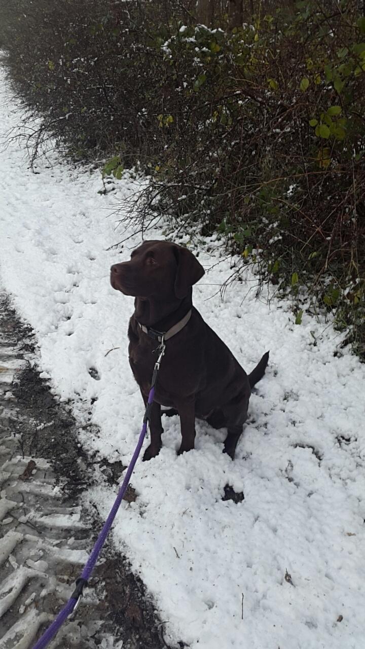 Labrador retriever Ella billede 32