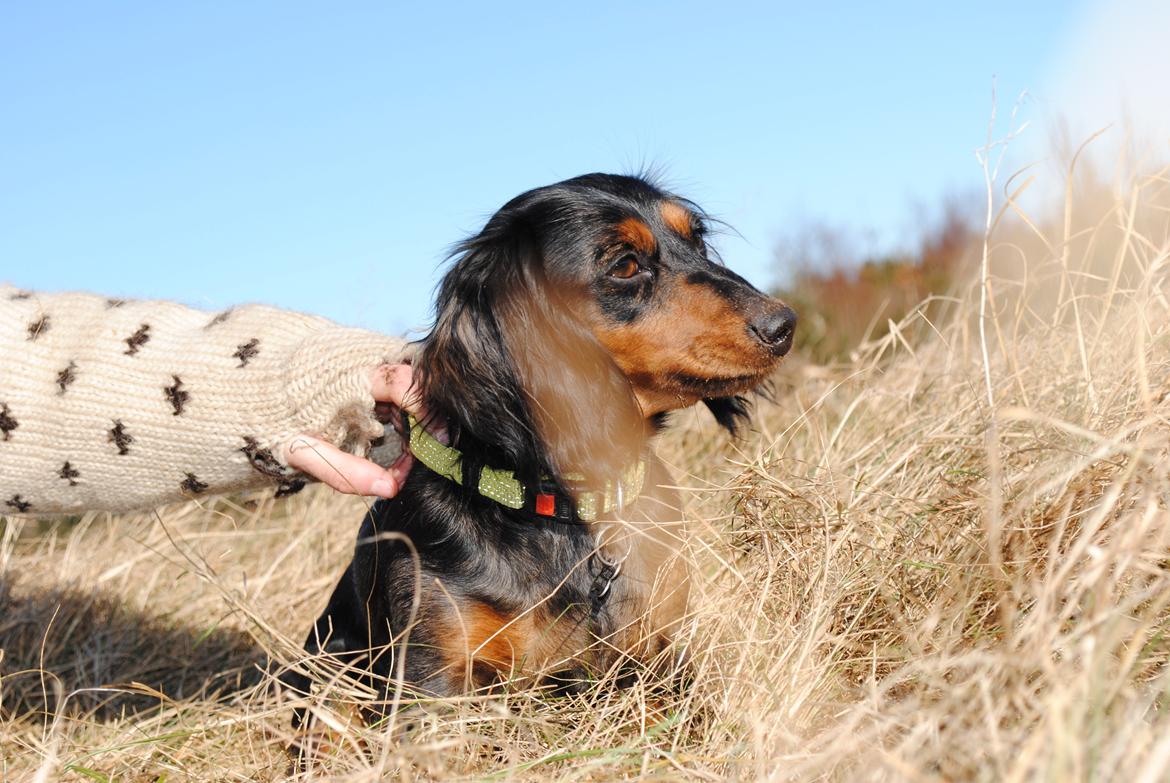 Dværggravhund Sveske billede 11