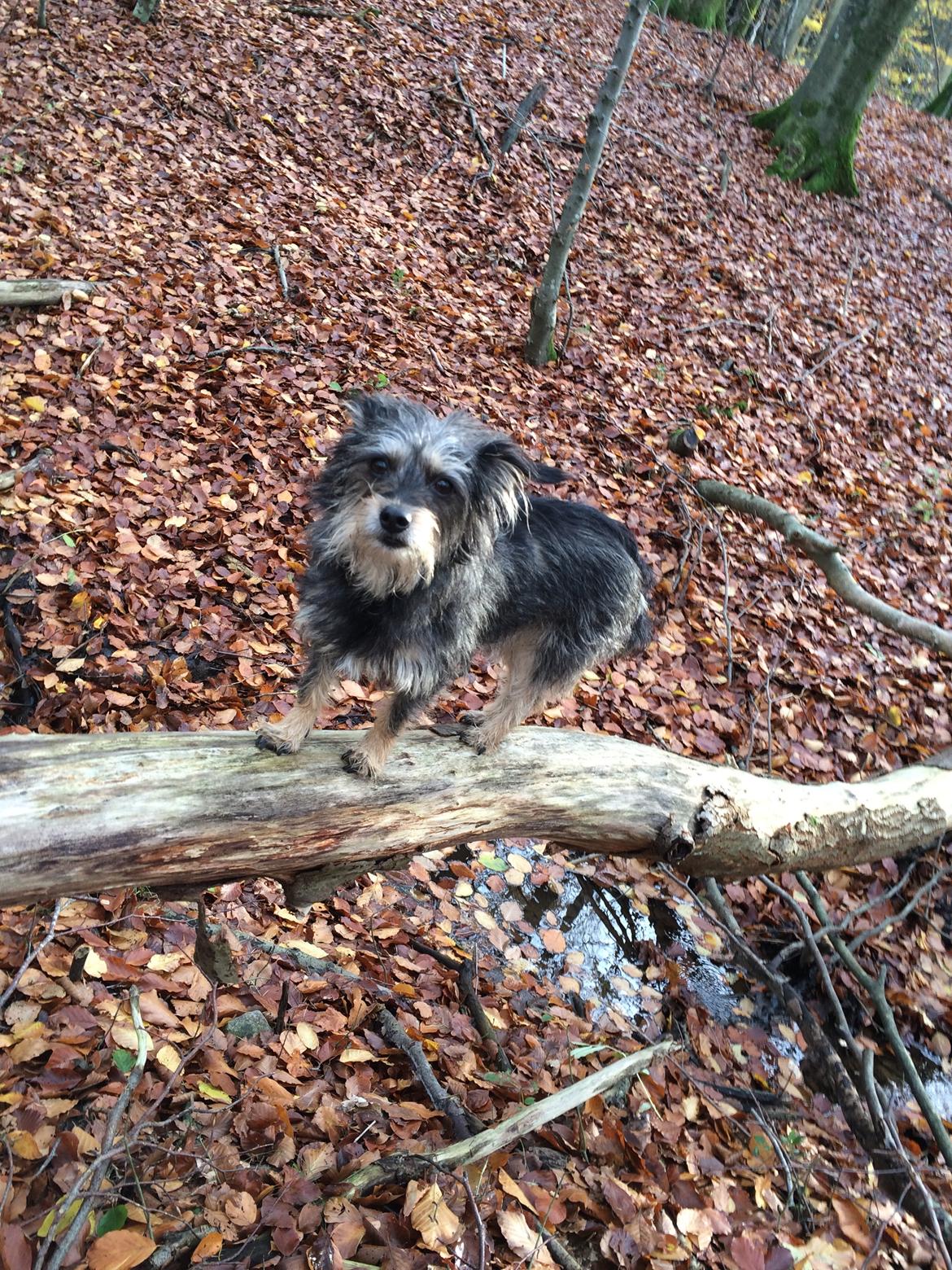 Australsk terrier Blanings race (Loulu) billede 2