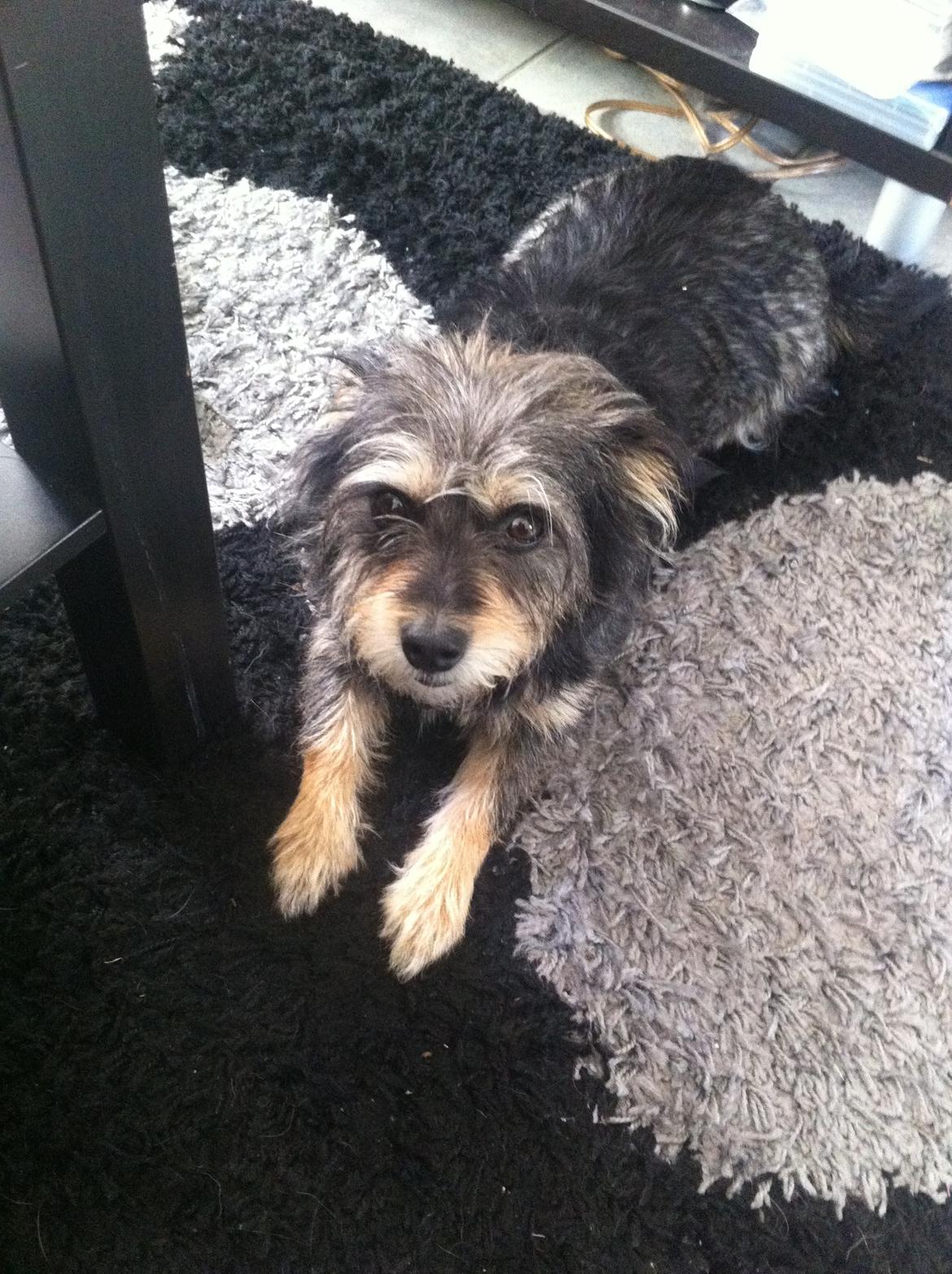 Australsk terrier Blanings race (Loulu) billede 3