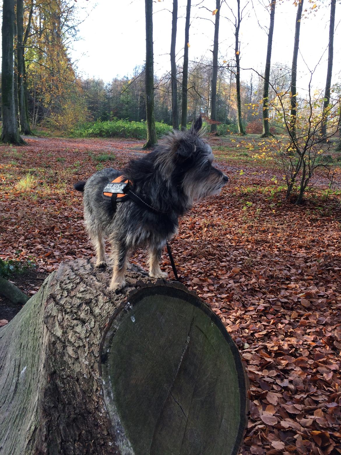 Australsk terrier Blanings race (Loulu) billede 4