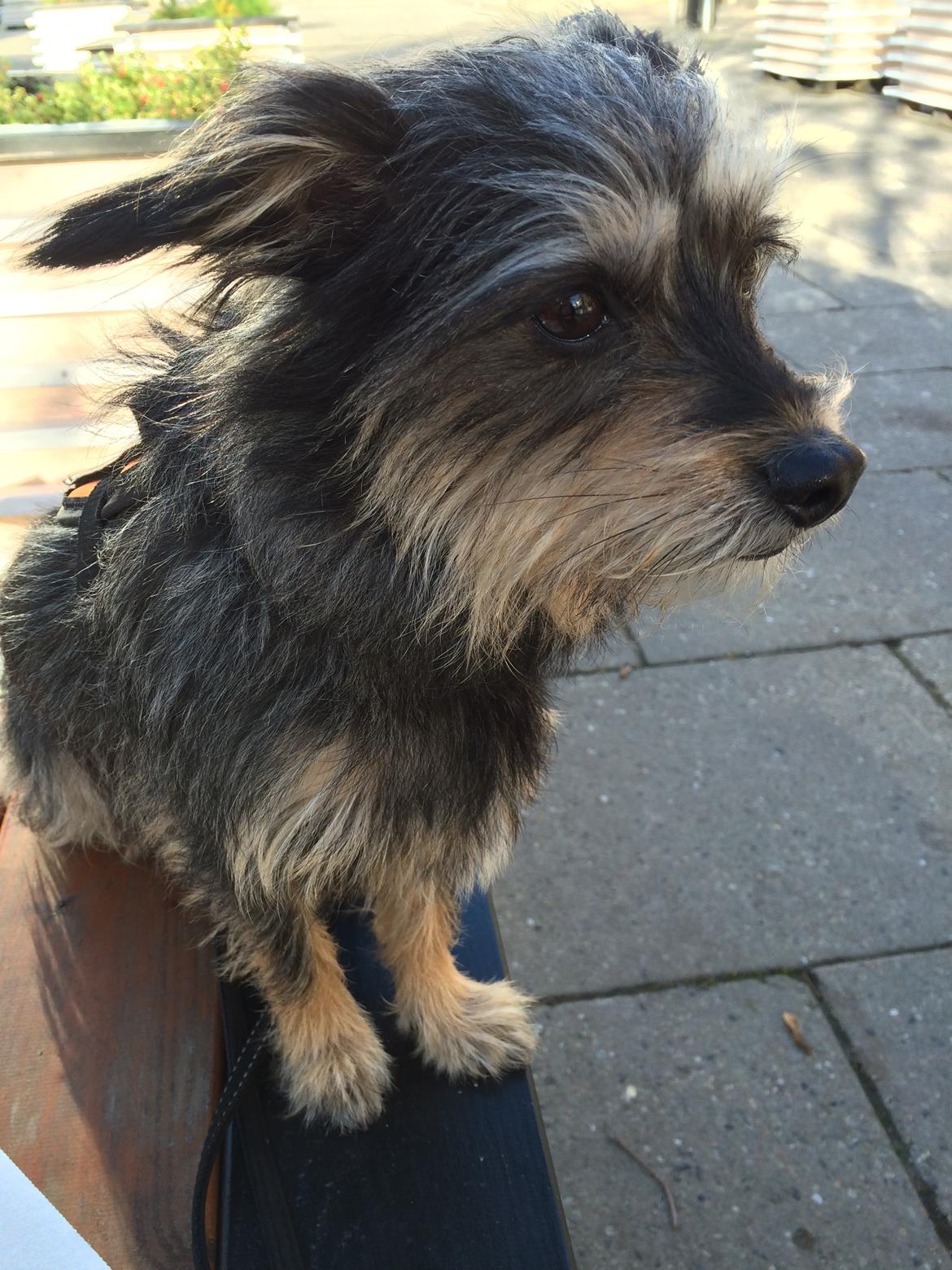 Australsk terrier Blanings race (Loulu) billede 5