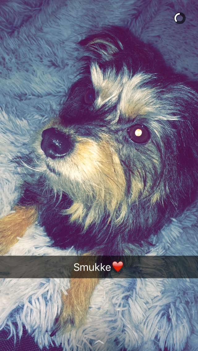 Australsk terrier Blanings race (Loulu) billede 6