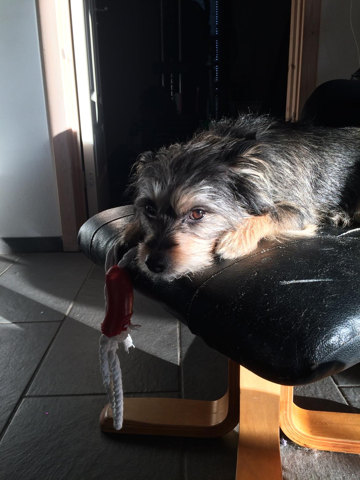 Australsk terrier Blanings race (Loulu) billede 7