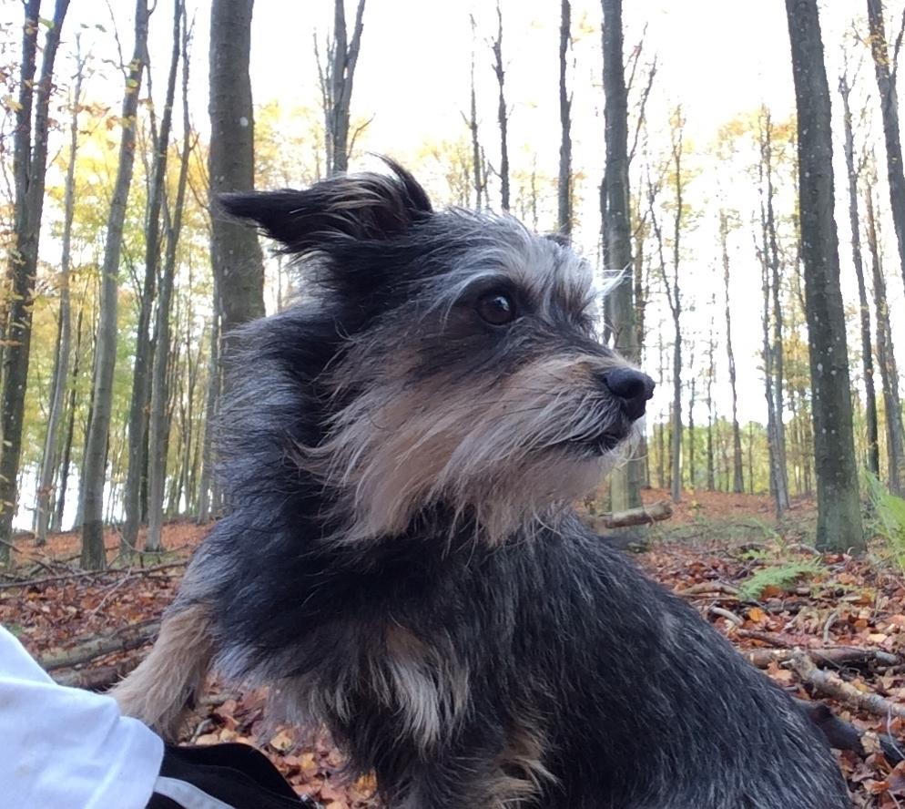 Australsk terrier Blanings race (Loulu) billede 1