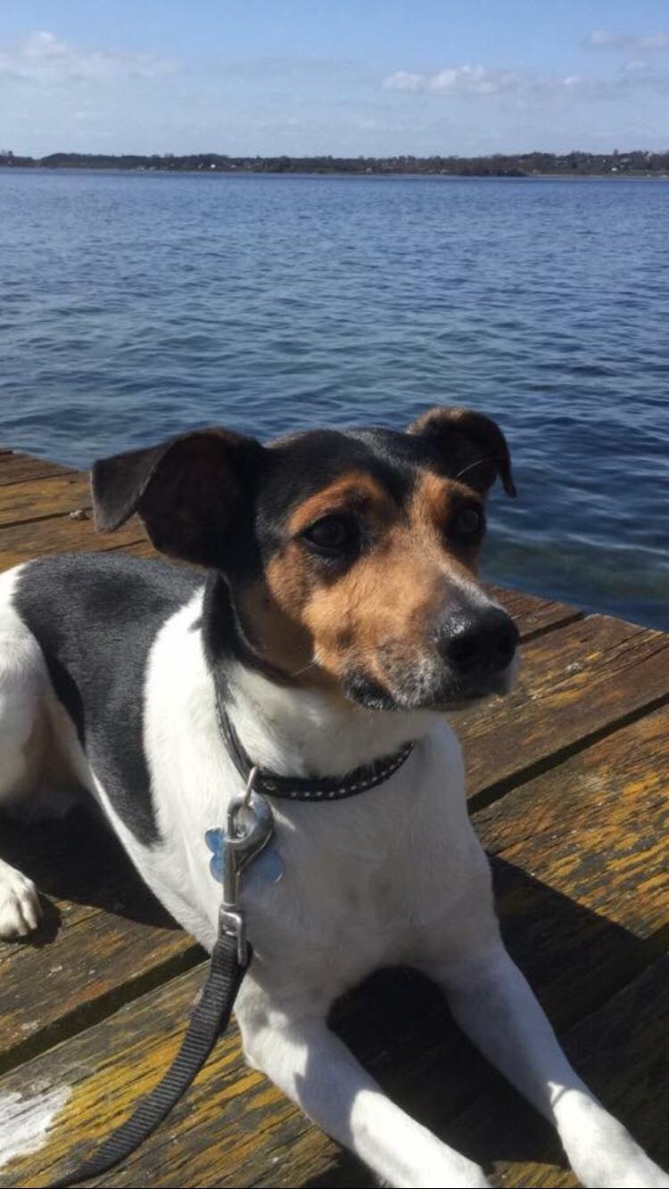 Dansk svensk gaardhund Brownie billede 9