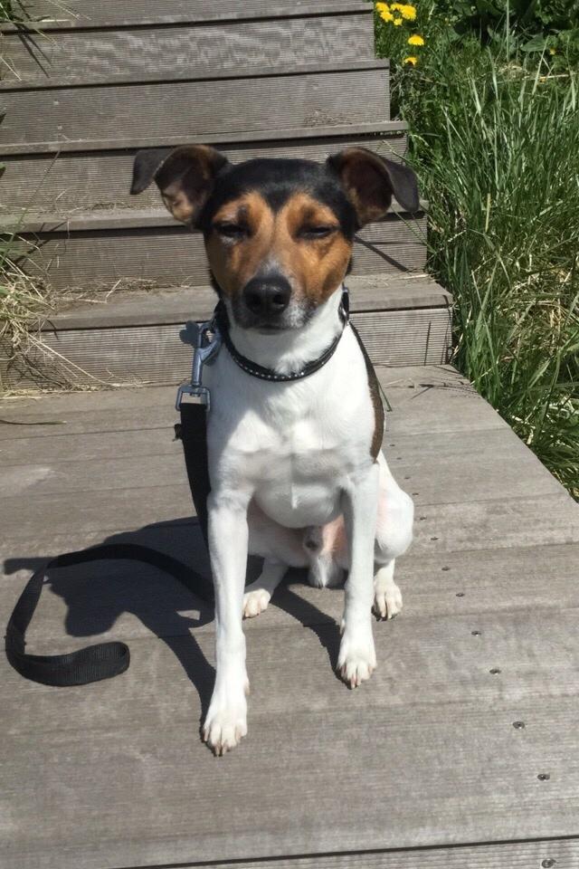 Dansk svensk gaardhund Brownie billede 10