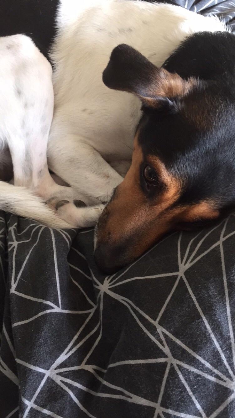 Dansk svensk gaardhund Brownie billede 13