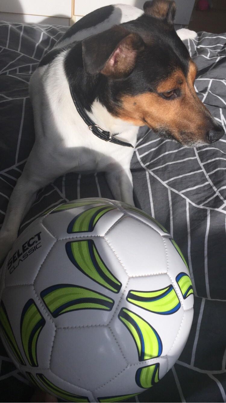 Dansk svensk gaardhund Brownie billede 14