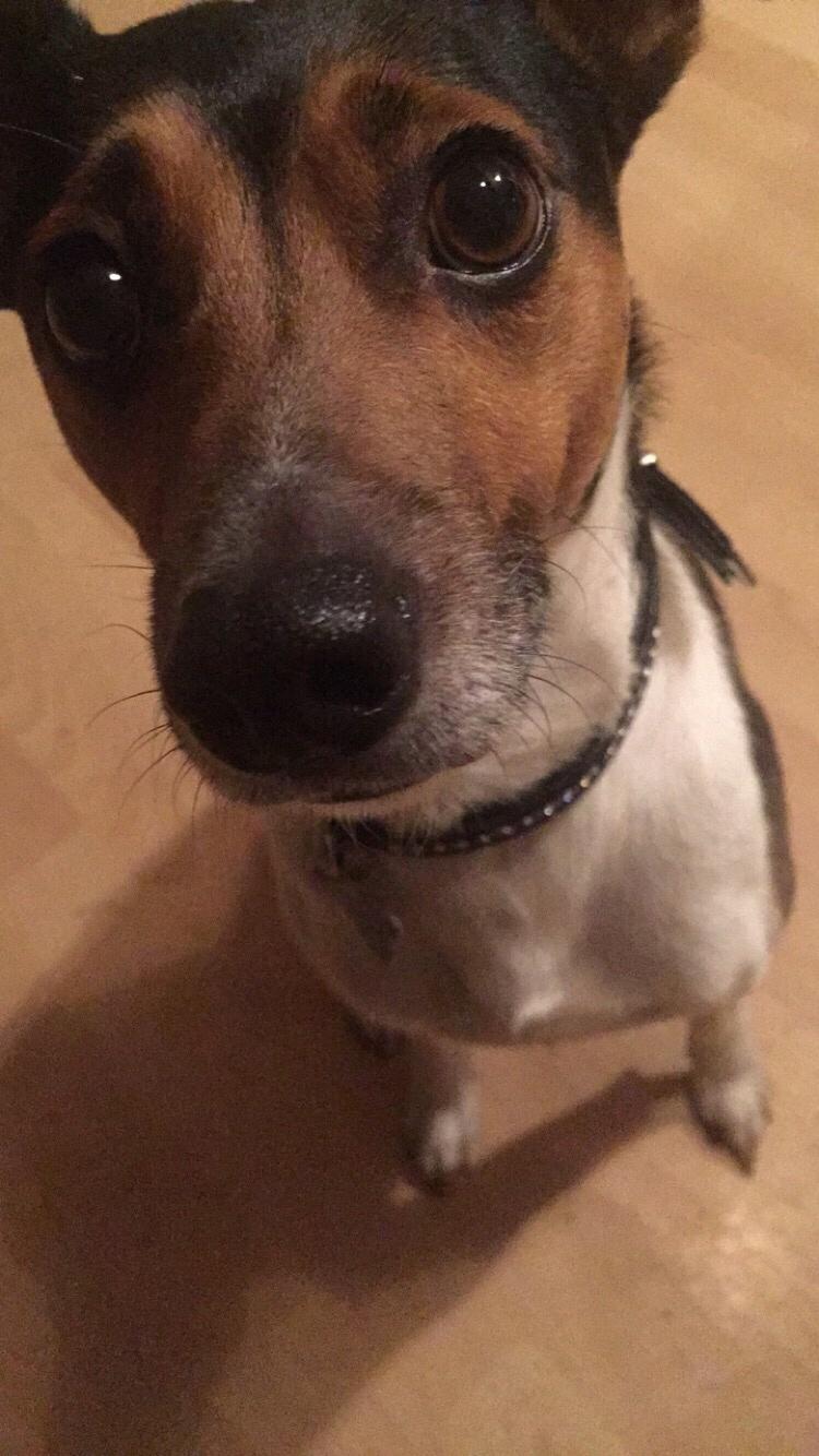 Dansk svensk gaardhund Brownie billede 16