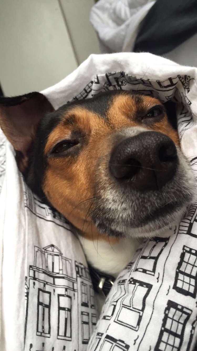 Dansk svensk gaardhund Brownie billede 18