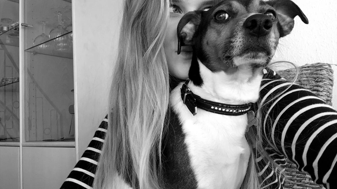 Dansk svensk gaardhund Brownie billede 17